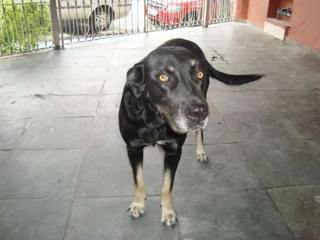 Cachorro ra a VIRA-LATA idade 5 anos nome NINA