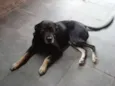 NINA