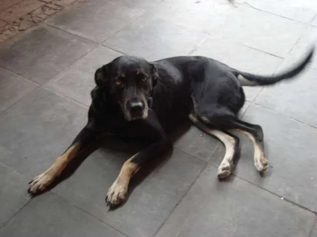 Cachorro ra a VIRA-LATA idade 5 anos nome NINA