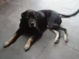 NINA