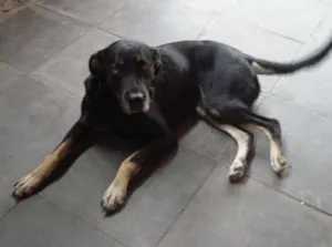 Cachorro raça VIRA-LATA idade 5 anos nome NINA
