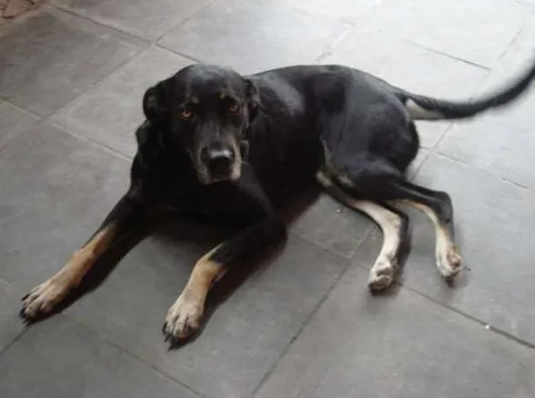 Cachorro ra a VIRA-LATA idade 5 anos nome NINA