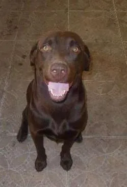 Cachorro raça Labrador idade 3 anos nome LABRADOR