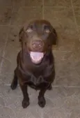 LABRADOR