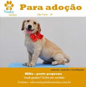 Cachorro raça SRd idade 2 a 6 meses nome Milla