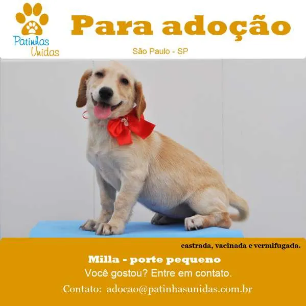 Cachorro ra a SRd idade 2 a 6 meses nome Milla