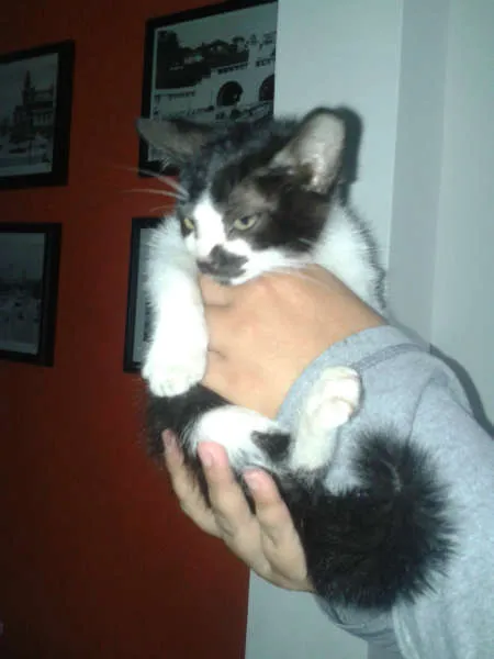 Gato ra a SRD idade Abaixo de 2 meses nome Sem nome