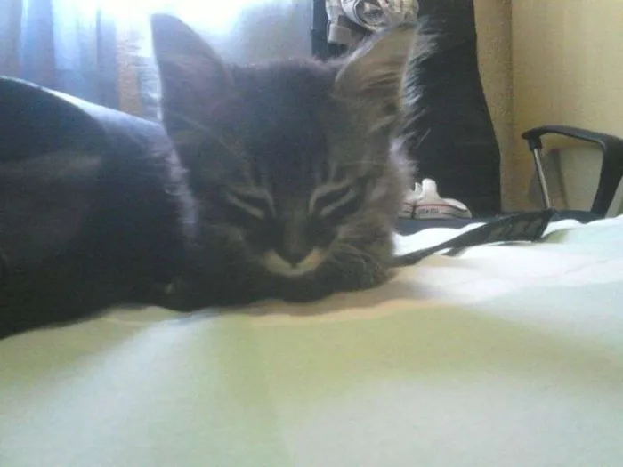 Gato ra a SRD idade Abaixo de 2 meses nome Tigrinho Eletrico