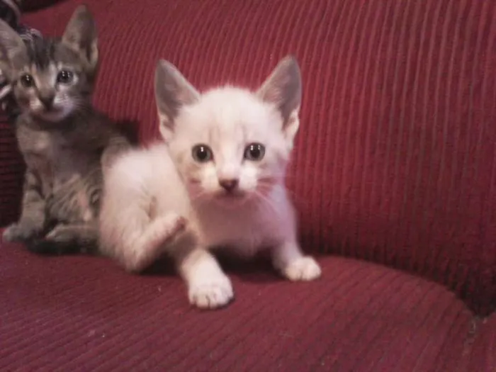 Gato ra a srd idade Abaixo de 2 meses nome meninas