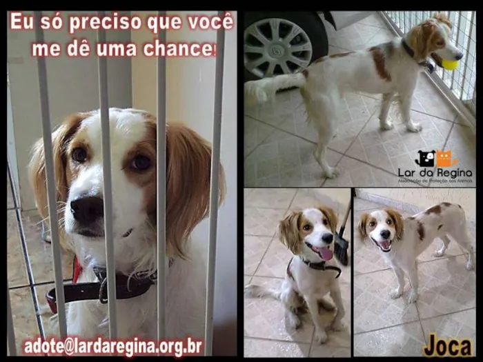 Cachorro ra a SRD idade 2 anos nome JOCA
