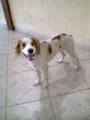 Cachorro raça SRD idade 2 anos nome JOCA
