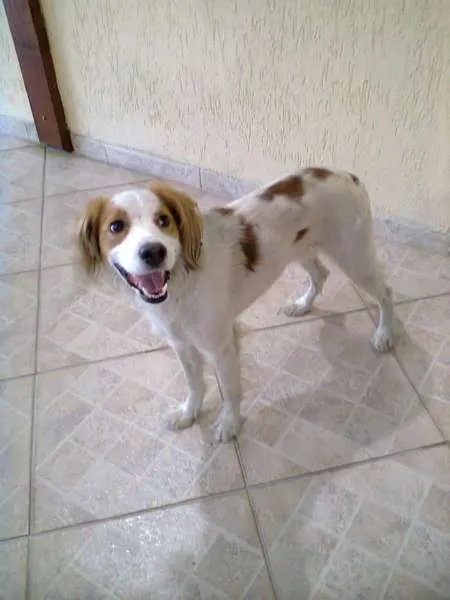 Cachorro ra a SRD idade 2 anos nome JOCA