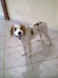 JOCA