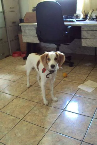Cachorro ra a SRD idade 2 anos nome JOCA