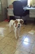 JOCA