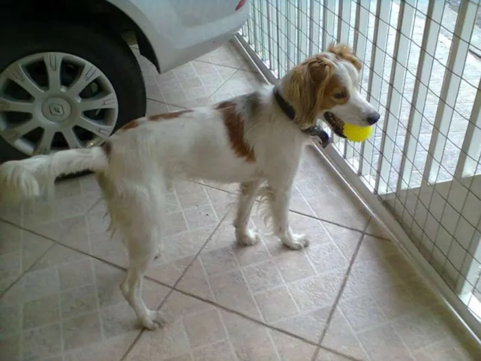 Cachorro ra a SRD idade 2 anos nome JOCA