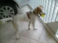 JOCA
