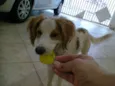 JOCA