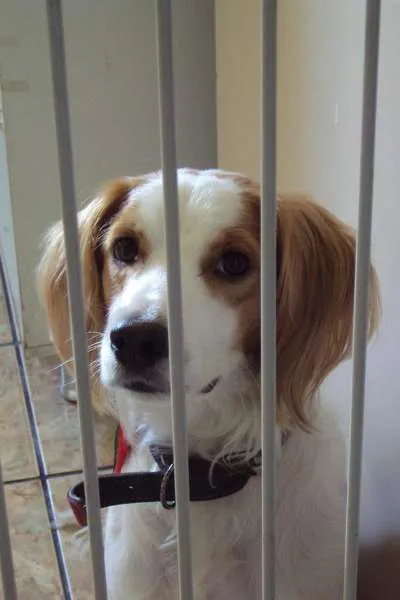 Cachorro ra a SRD idade 2 anos nome JOCA