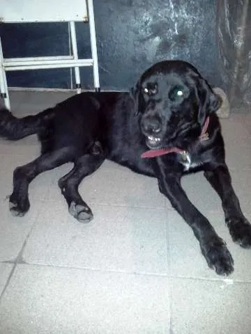 Cachorro ra a Labrador idade 5 anos nome Sem Nome