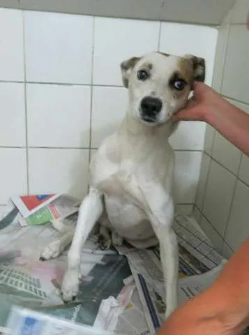 Cachorro ra a Sem raça definida idade 2 anos nome Abel