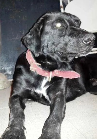 Cachorro ra a Labrador idade 5 anos nome Sem Nome