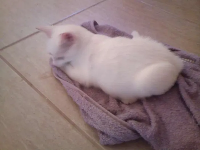 Gato ra a  idade 2 a 6 meses nome Gatinha Linda