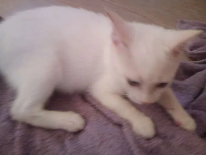Gato ra a  idade 2 a 6 meses nome Gatinha Linda