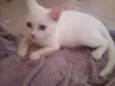 Gatinha Linda