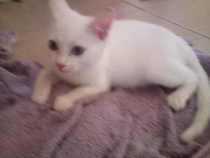Gato ra a  idade 2 a 6 meses nome Gatinha Linda
