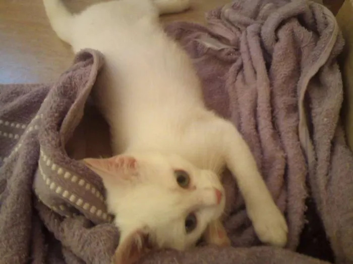 Gato ra a  idade 2 a 6 meses nome Gatinha Linda