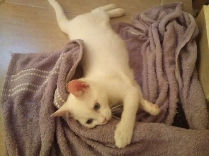 Gato ra a  idade 2 a 6 meses nome Gatinha Linda