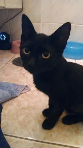 Gato ra a SRD idade 2 a 6 meses nome Brigitte 