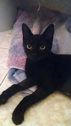 Gato ra a SRD idade 2 a 6 meses nome Brigitte 