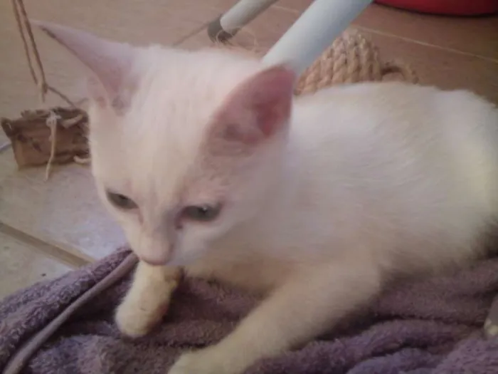 Gato ra a  idade 2 a 6 meses nome Gatinha Linda