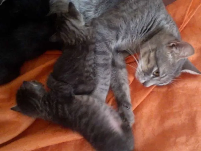 Gato ra a  idade Abaixo de 2 meses nome Vários filhotinhos