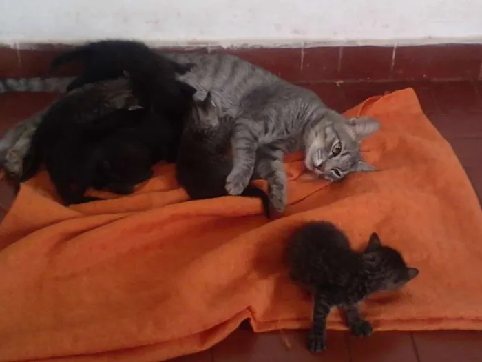Gato ra a  idade Abaixo de 2 meses nome Vários filhotinhos