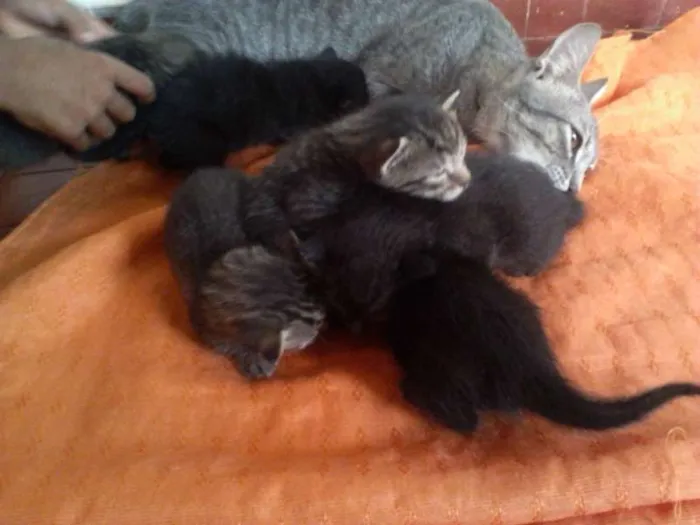 Gato ra a  idade Abaixo de 2 meses nome Vários filhotinhos