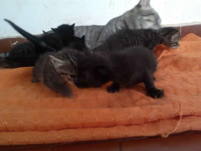 Gato ra a  idade Abaixo de 2 meses nome Vários filhotinhos