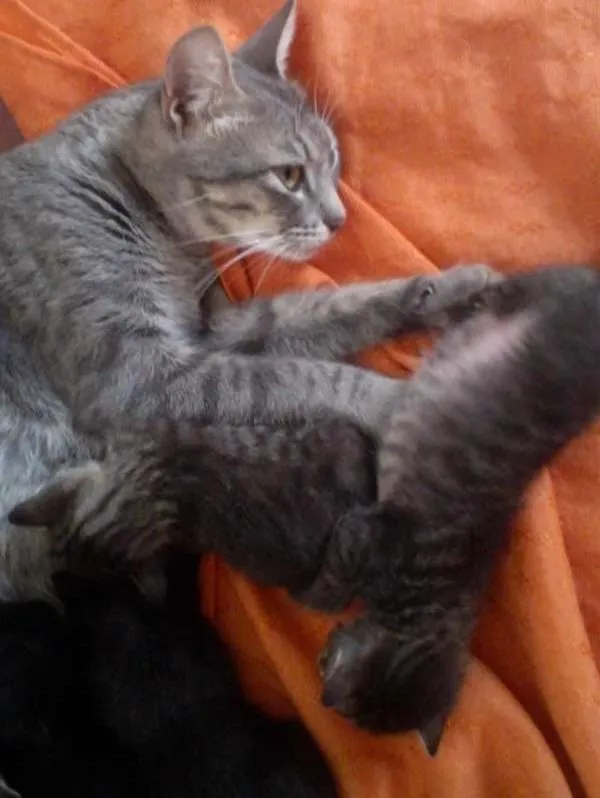 Gato ra a  idade Abaixo de 2 meses nome Vários filhotinhos