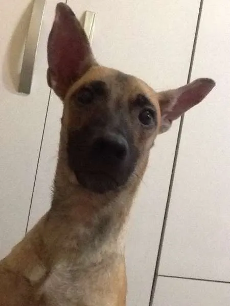 Cachorro raça SRD idade 1 ano nome Belinha