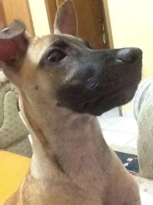 Cachorro raça SRD idade 1 ano nome Belinha