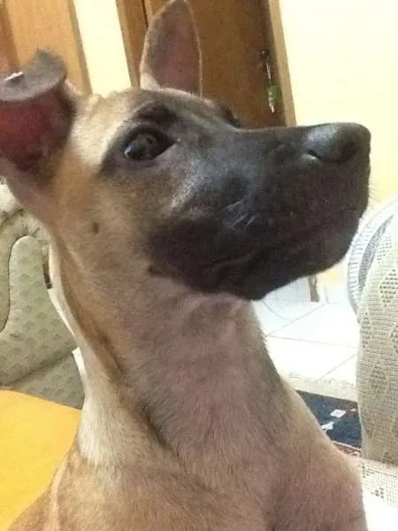 Cachorro raça SRD idade 1 ano nome Belinha