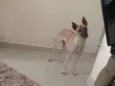 Belinha