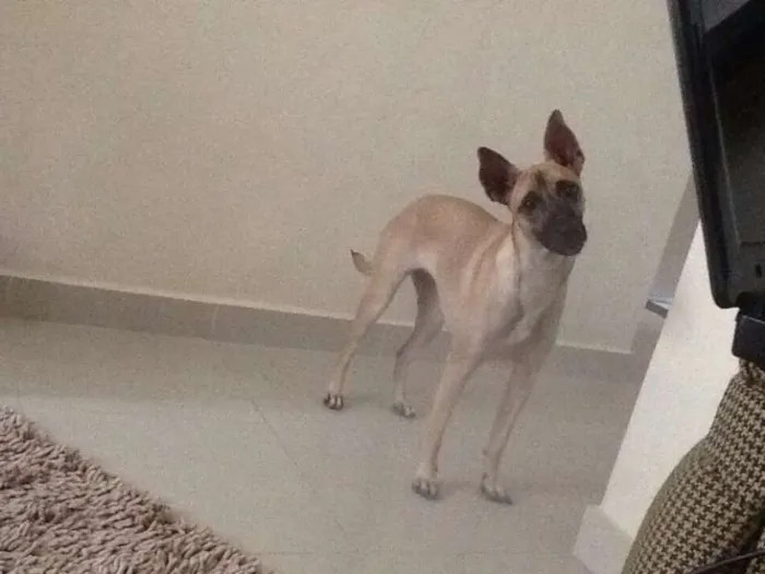 Cachorro raça SRD idade 1 ano nome Belinha