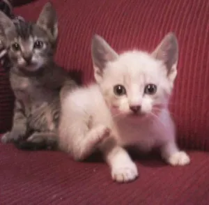 Gato raça srd idade Abaixo de 2 meses nome meninas