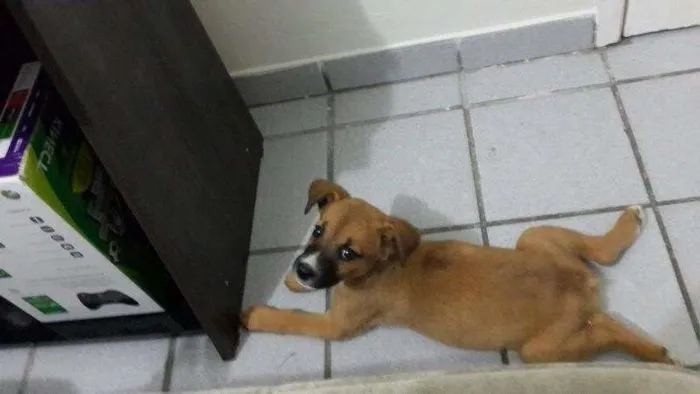 Cachorro ra a vira-lata idade 2 a 6 meses nome Nega