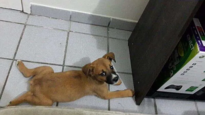 Cachorro ra a vira-lata idade 2 a 6 meses nome Nega