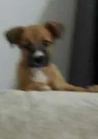 Cachorro ra a vira-lata idade 2 a 6 meses nome Nega