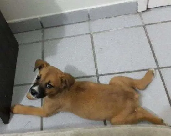 Cachorro ra a vira-lata idade 2 a 6 meses nome Nega